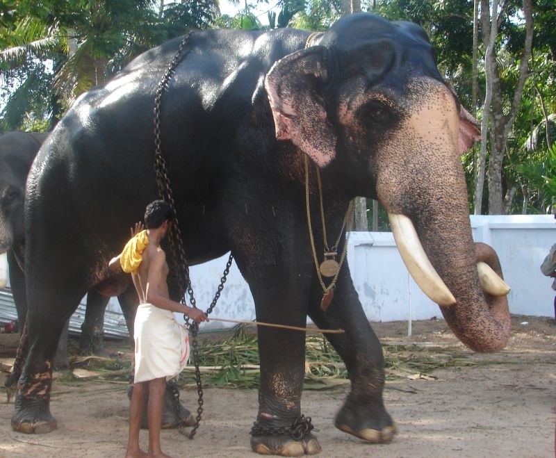 Elephant National heritage animal of india